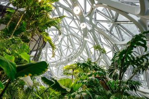 Amazon Seattle: Photo Credit: Dezeen Amazon Office in Seattle with Rainforest interior